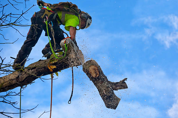 Best Storm Damage Tree Cleanup  in St Marys, GA